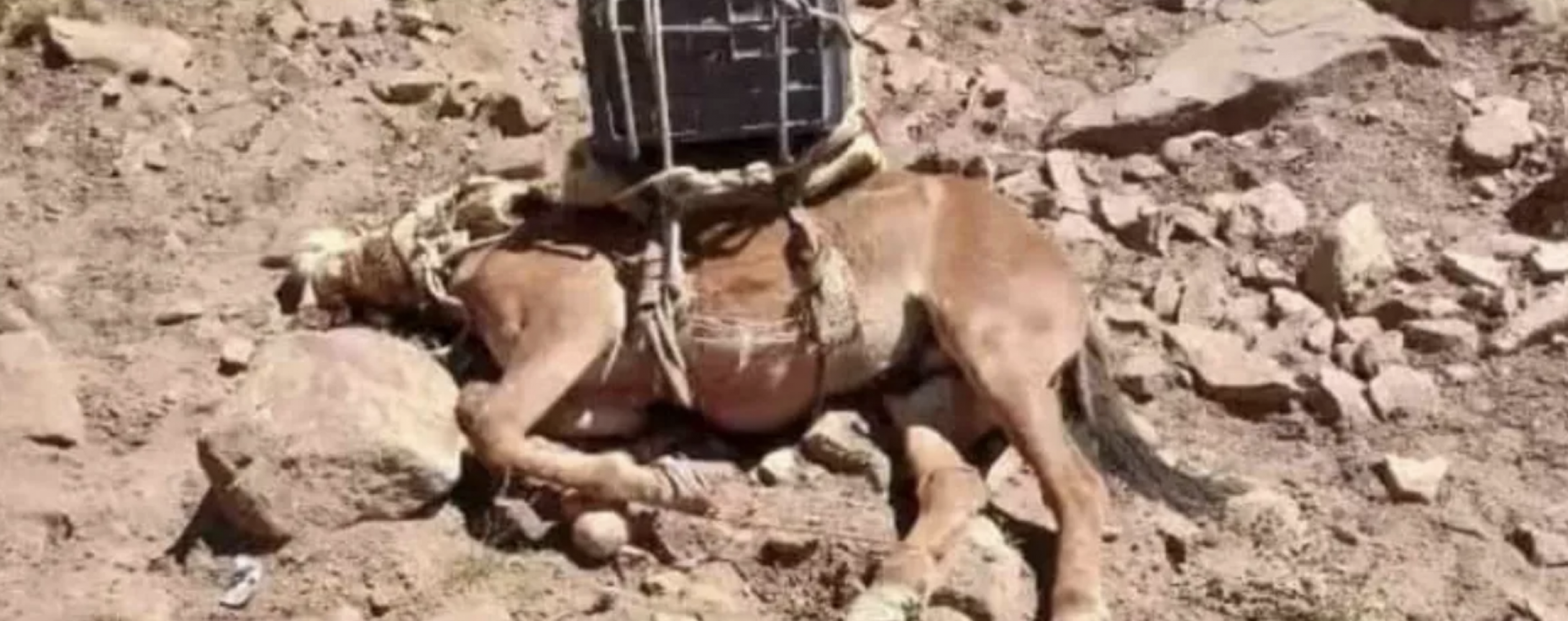 El Gobierno de Mendoza denunció al Colegio Veterinario por el maltrato a las mulas