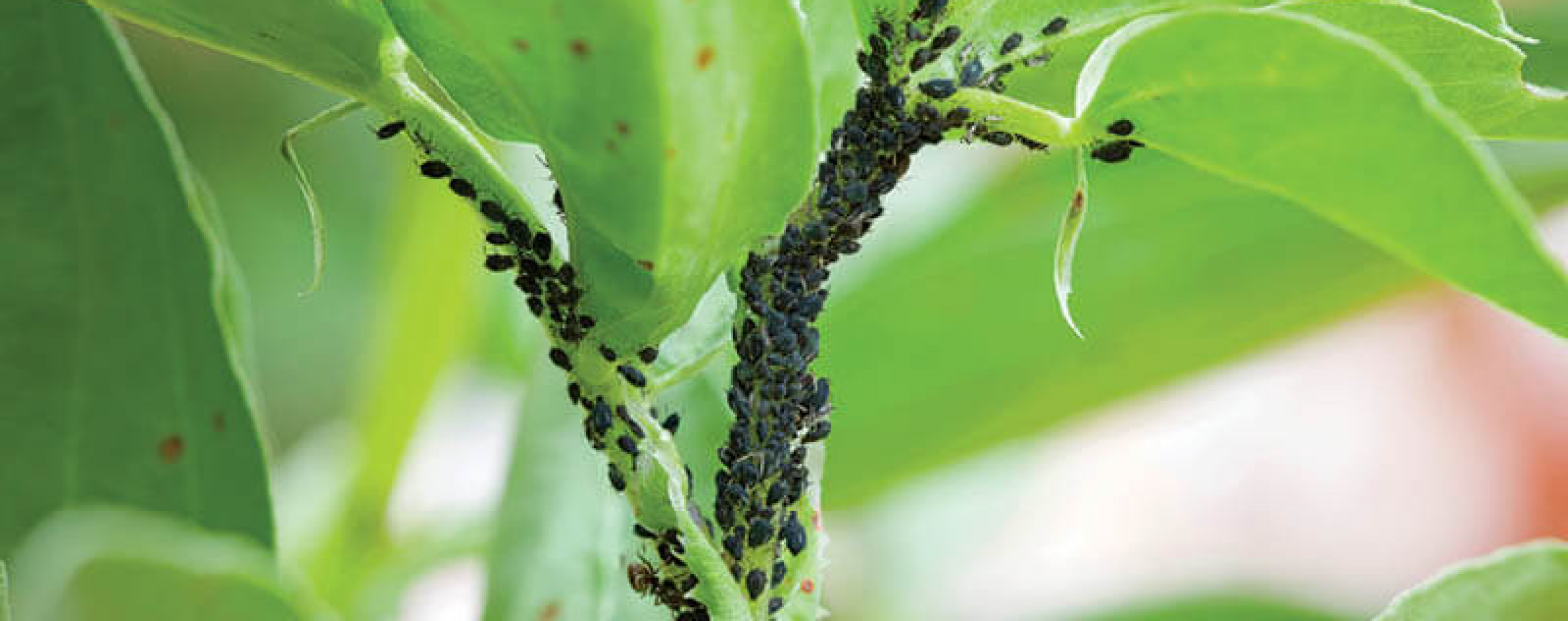 Cuáles son las plagas más comunes que se pueden encontrar en los jardines