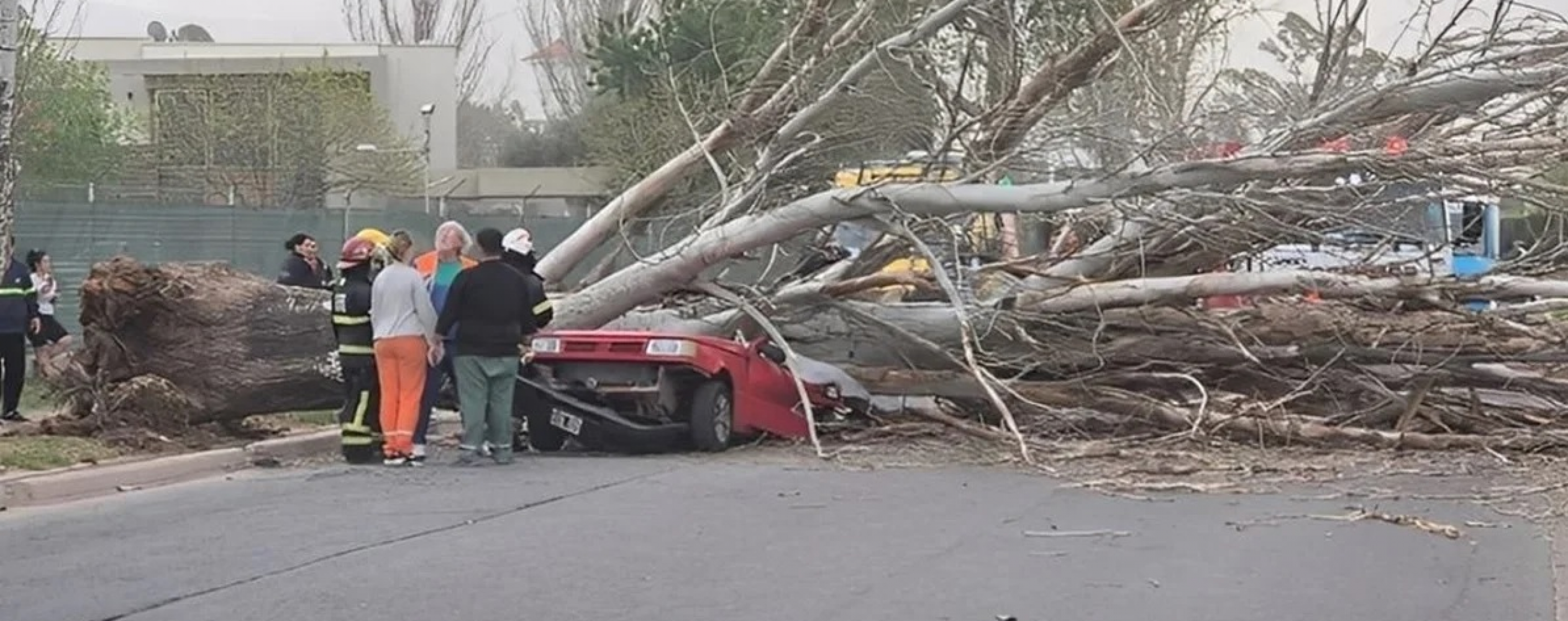 Preocupa el estado del arbolado público