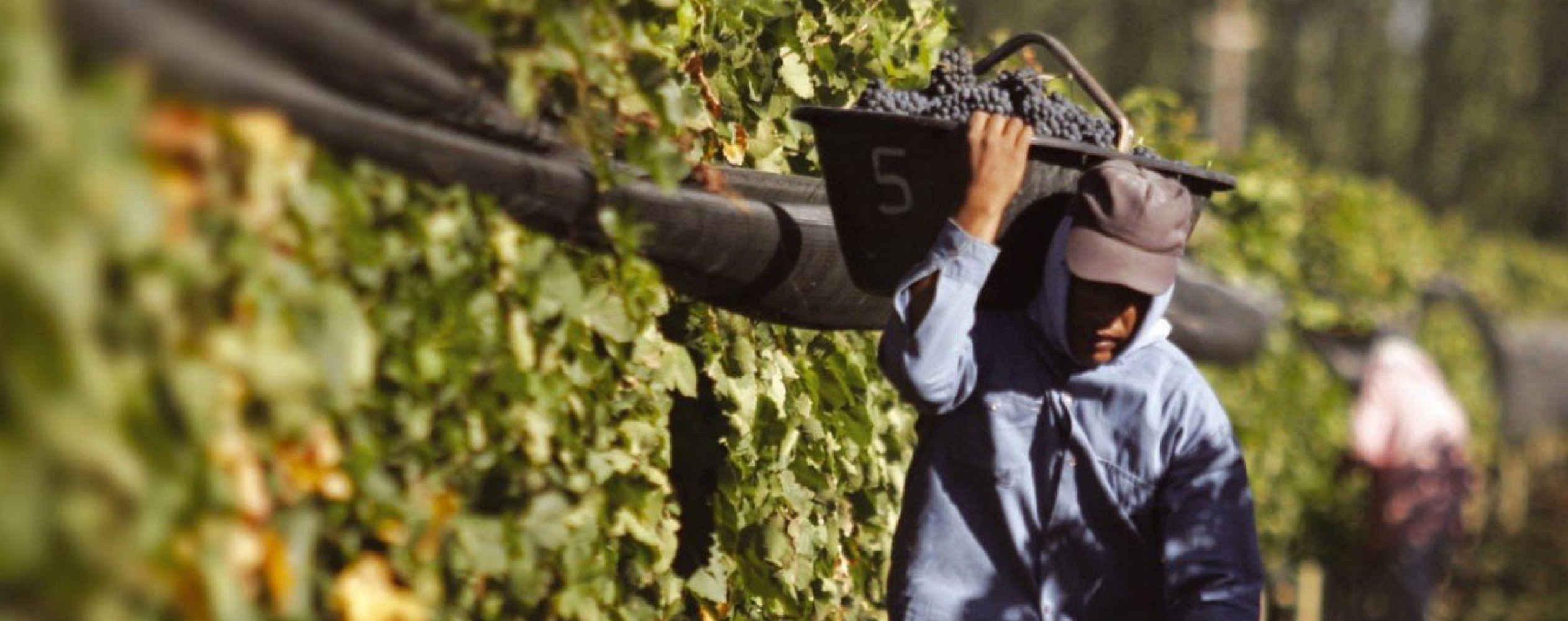 Viñateros fijaron el precio sugerido para el kilo de uva