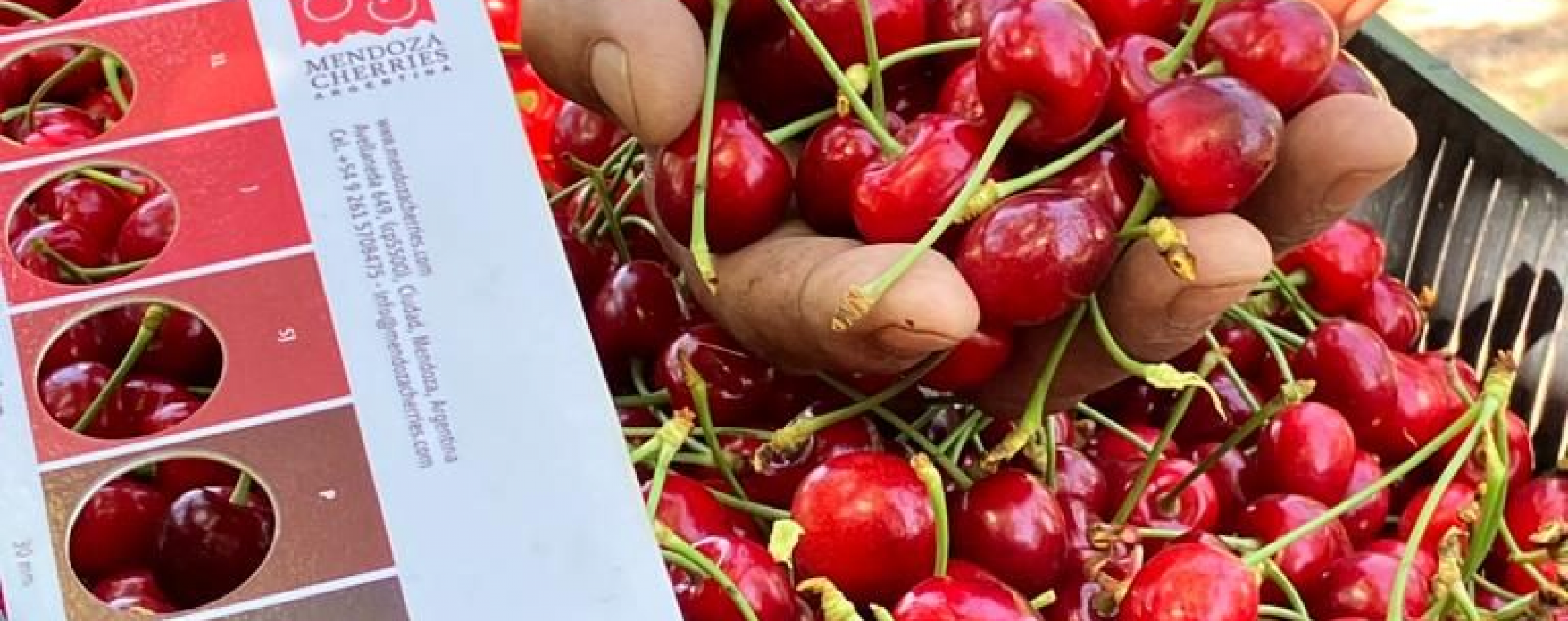 ¿Cómo viene la producción de la cereza en Mendoza?