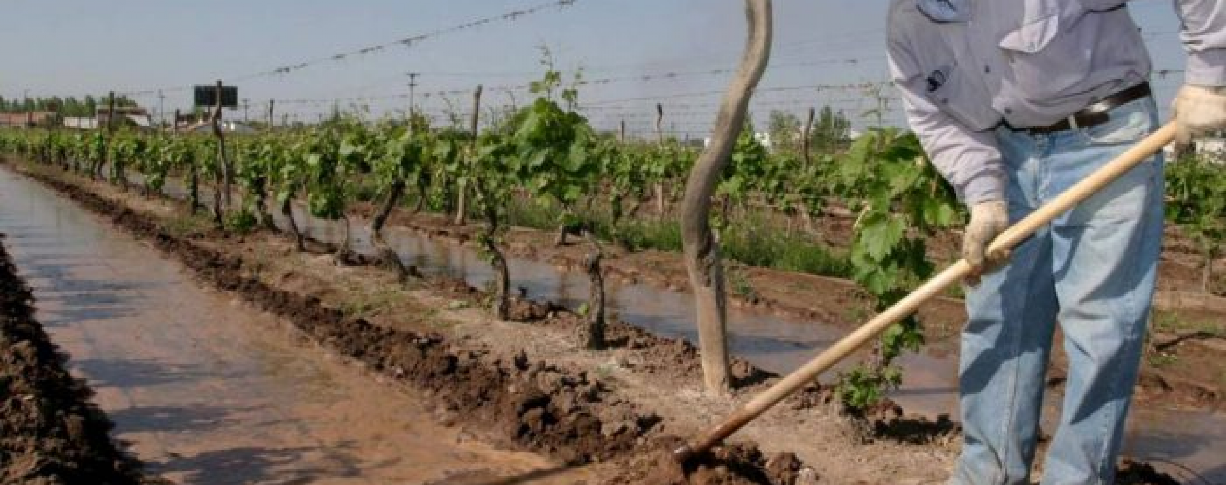 Los detalles del proyecto de la Ley de Semilla que se propone en Mendoza